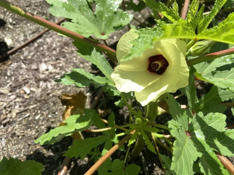Abelmoschus esculentus 'Cajun Jewel' flower