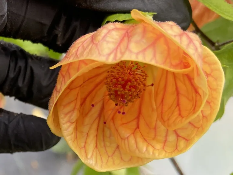 Abutilon 'Biltmore Bell' flower