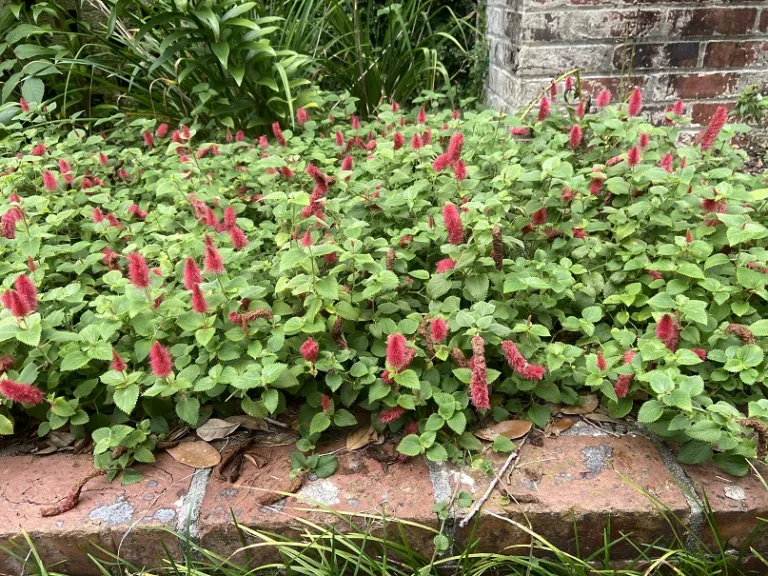 Acalypha chamaedrifolia flowering habit