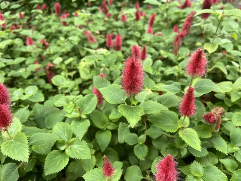 Acalypha chamaedrifolia flowers