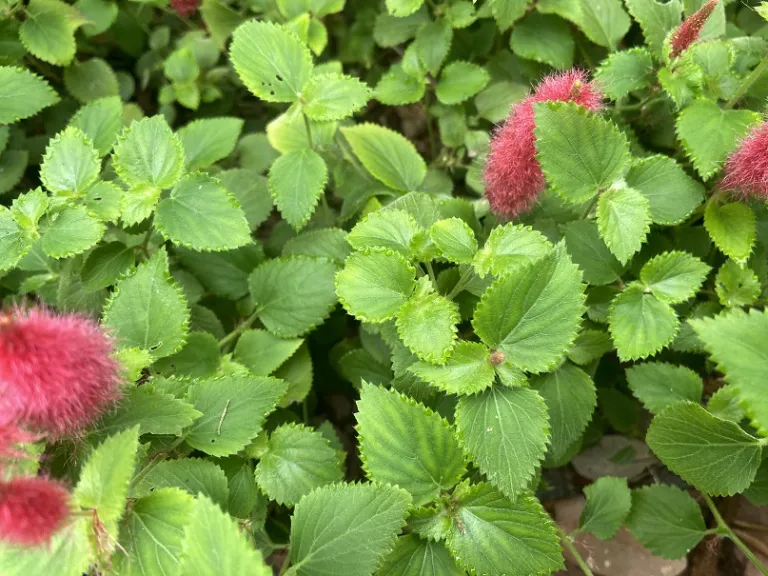 Acalypha chamaedrifolia foliage
