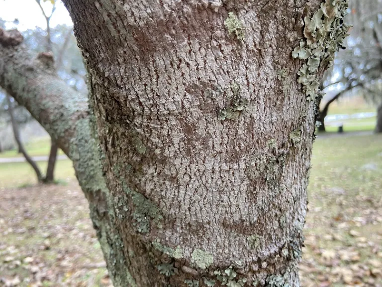 Acer diabolicum bark