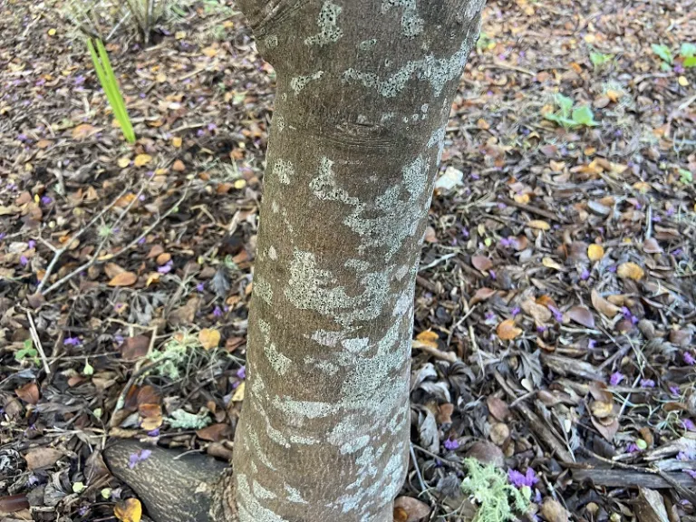 Acer japonicum 'Aconitifolium' bark