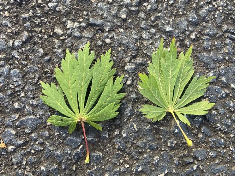 Acer japonicum 'Aconitifolium' leaf front and back