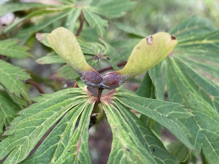 Acer japonicum 'Aconitifolium' samara