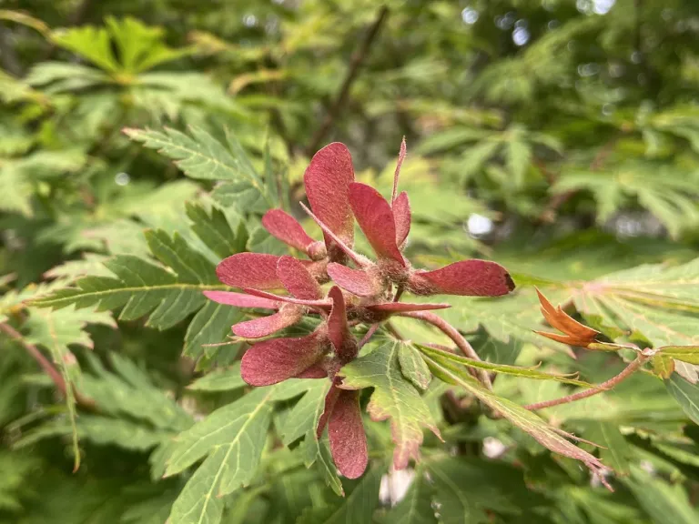 Acer japonicum 'Aconitifolium' samara