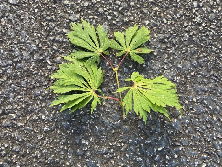 Acer japonicum 'Aconitifolium' stem