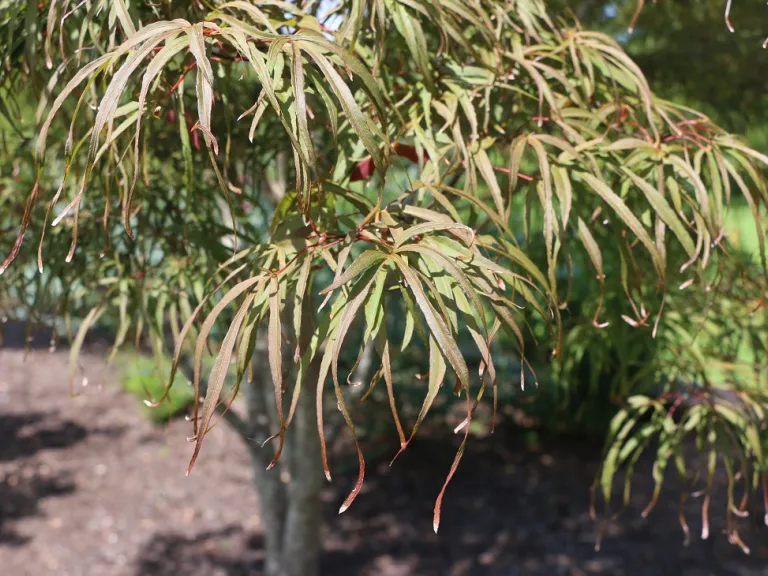 Acer palmatum 'Aka hosoda' foliage