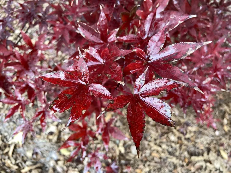 Acer palmatum 'Bloodgood' fall foliage