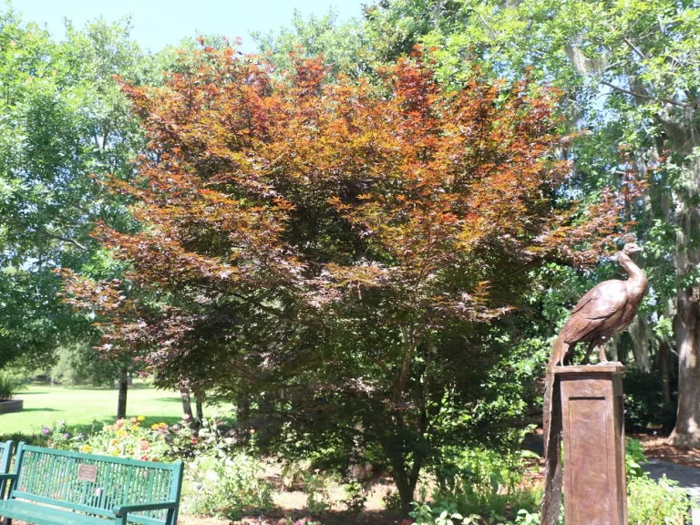 Acer palmatum 'Bloodgood' summer habit