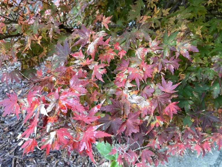 Acer palmatum 'Coonara Pygmy' fall foliage