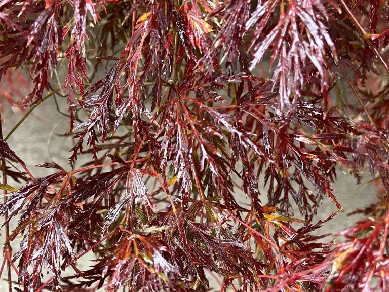 Acer palmatum 'Emerald Lace' fall foliage