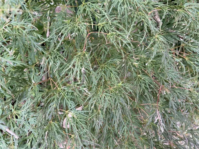 Acer palmatum 'Emerald Lace' foliage