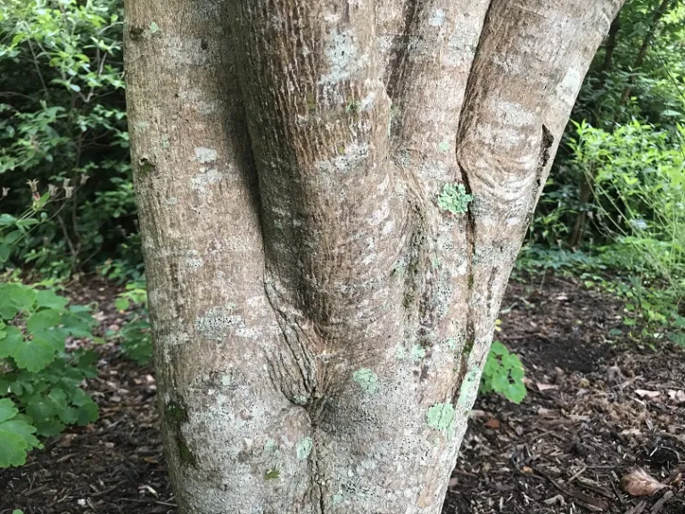 Acer palmatum 'Glowing Embers' bark