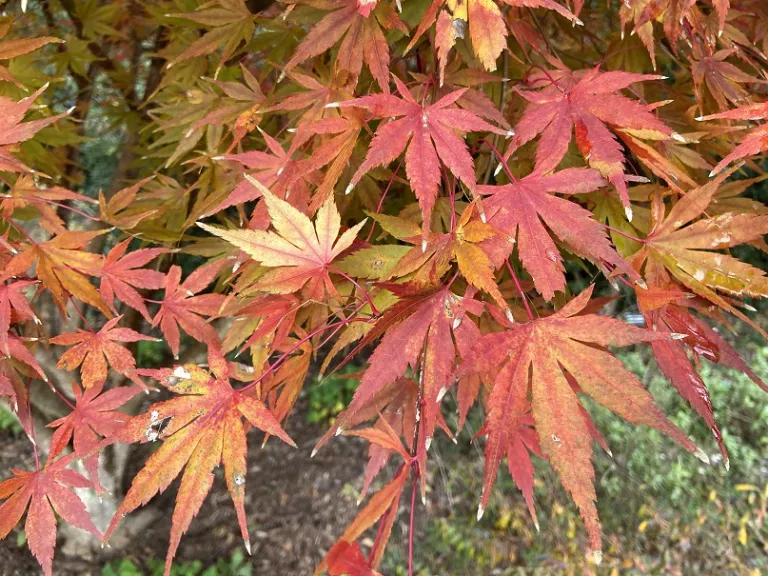 Acer palmatum 'Glowing Embers' fall foliage
