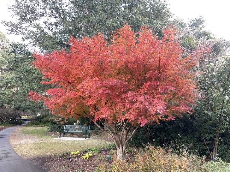 Acer palmatum 'Glowing Embers' fall habit
