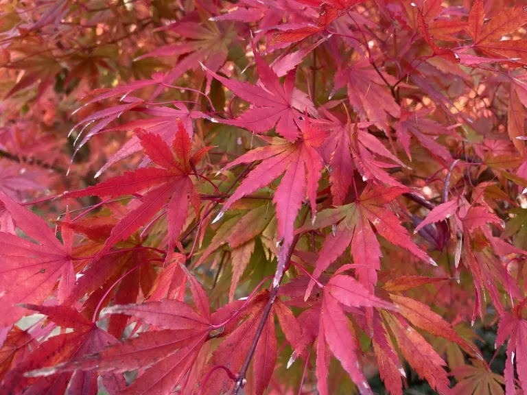 Acer palmatum 'Glowing Embers' fall color