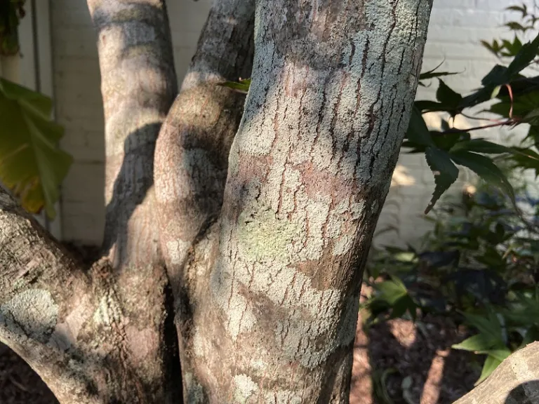 Acer palmatum 'Moonfire' bark