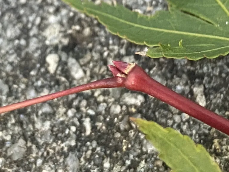 Acer palmatum 'Murasaki kiyohime' buds