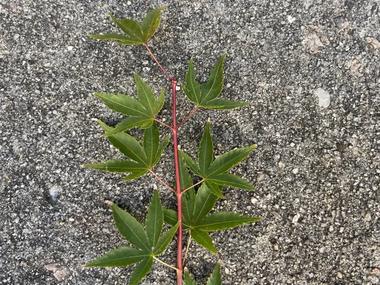 Acer palmatum 'Murasaki kiyohime' stem