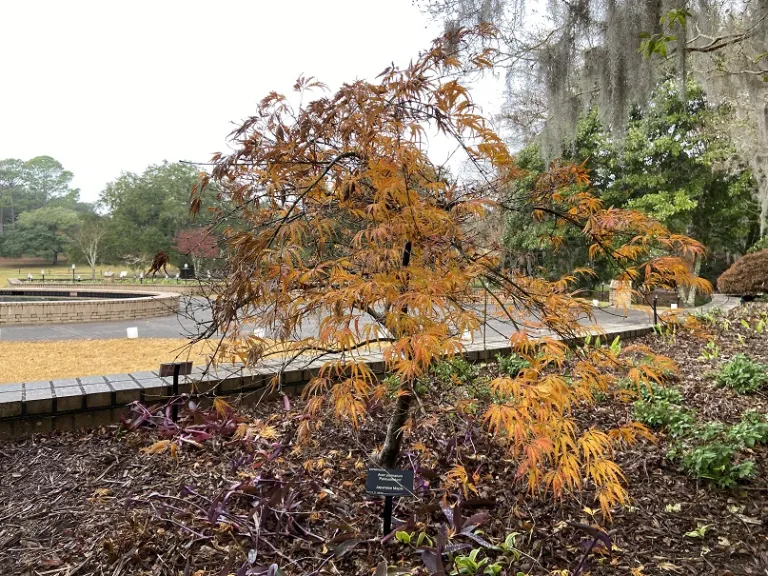 Acer palmatum 'Palmatifidum' fall habit