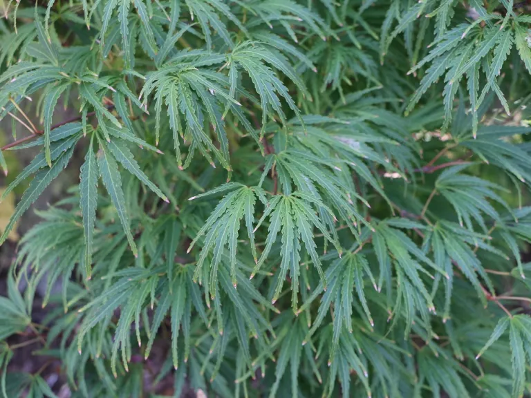Acer palmatum 'Palmatifidum' foliage