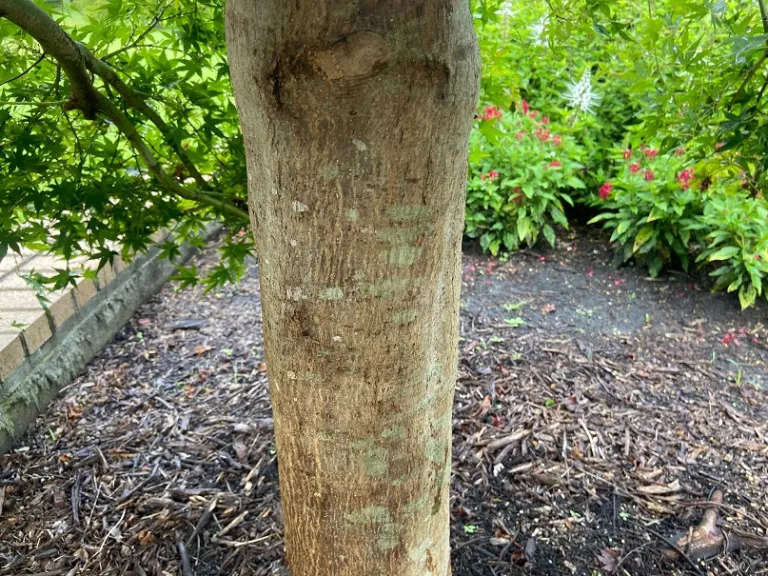 Acer palmatum 'Ryusen' bark