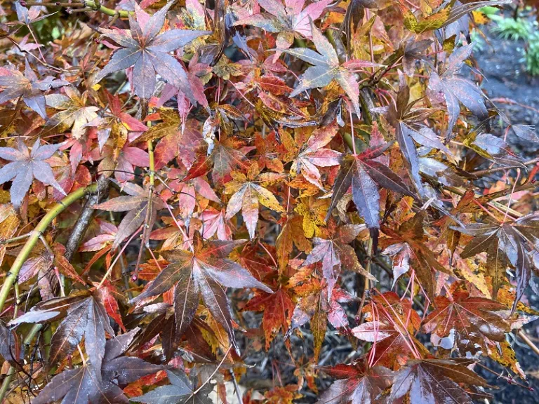 Acer palmatum 'Ryusen' fall foliage