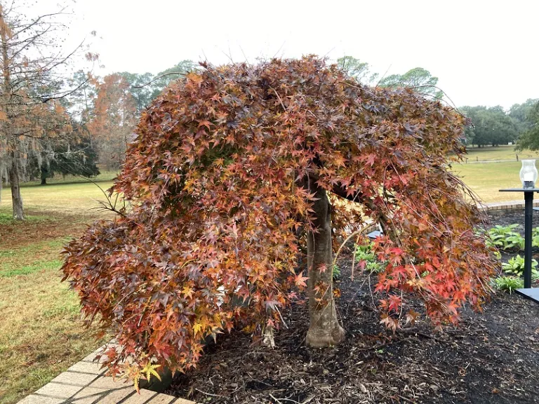 Acer palmatum 'Ryusen' fall habit