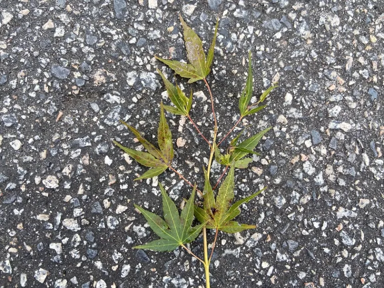 Acer palmatum 'Ryusen' stem