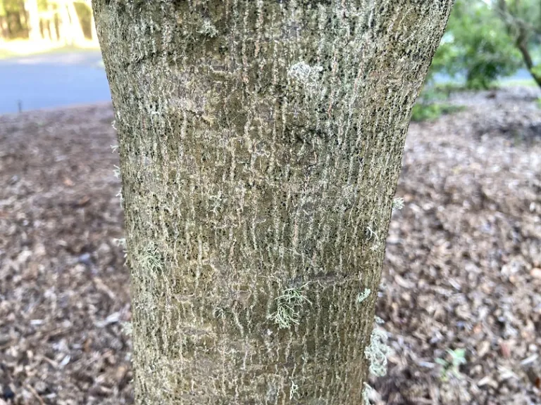 Acer palmatum 'Sango-kaku' bark