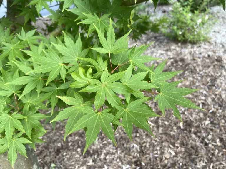 Acer palmatum 'Sango-kaku' foliage