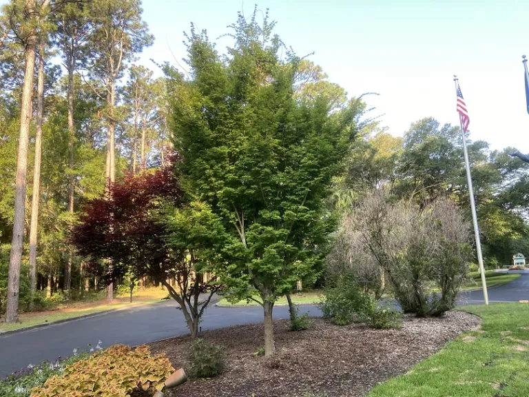 Acer palmatum 'Sango-kaku' habit