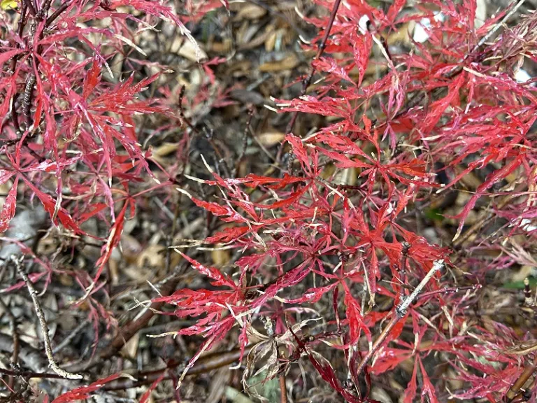 Acer palmatum 'Scarlet Princess' fall foliage