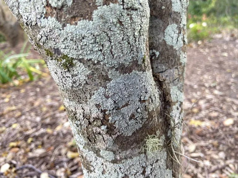 Acer palmatum 'Ukon' bark
