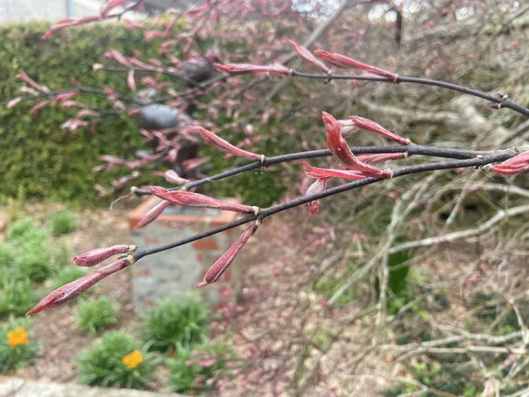 Acer palmatum var. dissectum 'Crimson Queen' buds breaking