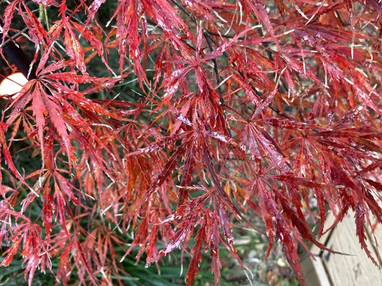 Acer palmatum var. dissectum 'Crimson Queen' fall foliage