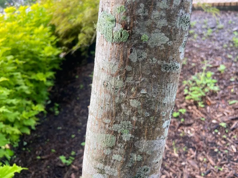 Acer palmatum var. dissectum 'Seiryu' bark