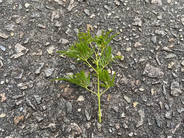 Acer palmatum var. dissectum 'Seiryu' stem