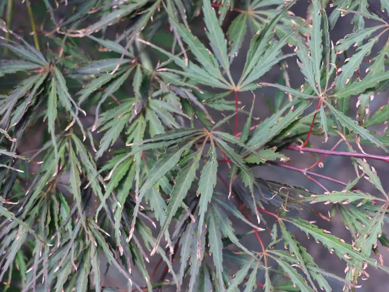 Acer palmatum var. dissectum 'Tamukeyama' foliage