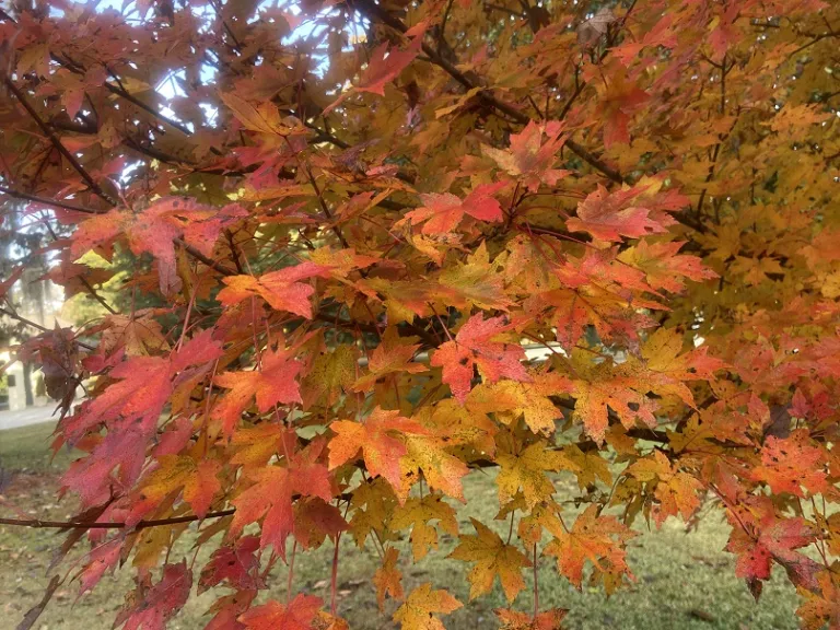 Acer rubrum 'PNI 0268' (October Glory®) fall foliage