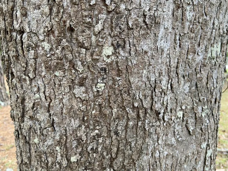 Acer rubrum var. trilobum bark