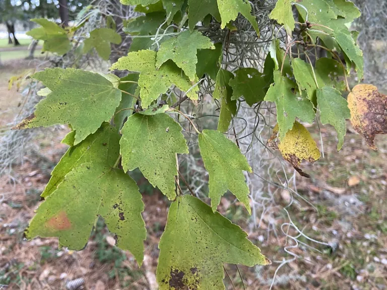 Acer rubrum var. trilobum foliage