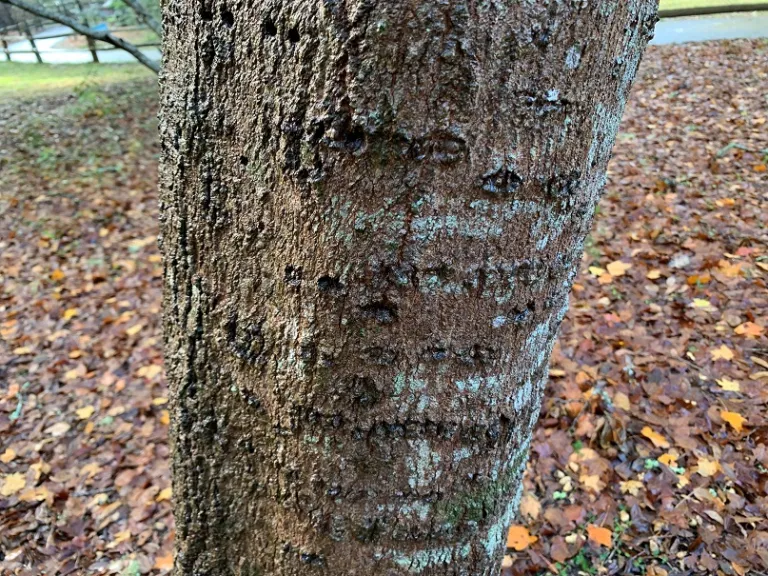 Acer saccharum floridanum bark