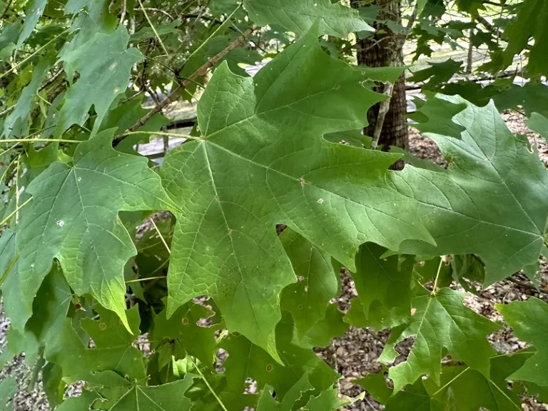 Acer saccharum leaf