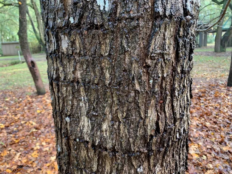 Acer saccharum bark