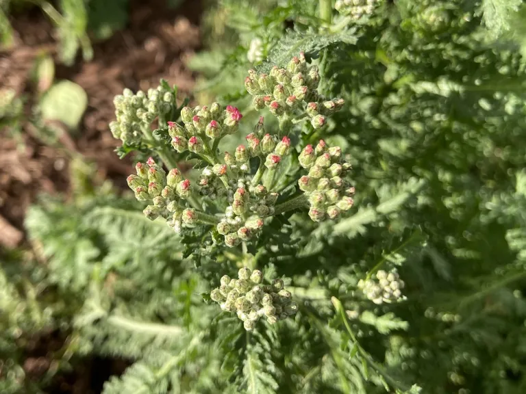 Achillea (Summer Pastels Group) flower buds