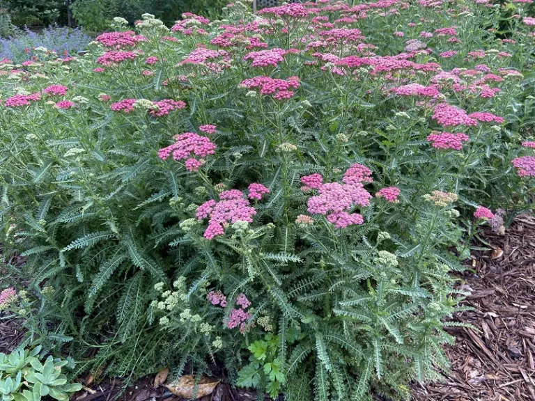 Achillea (Summer Pastels Group) flowering habit