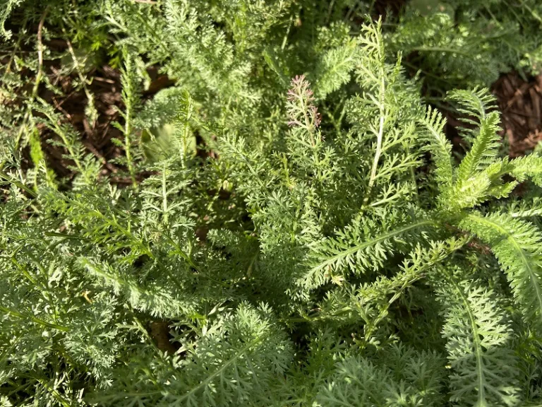 Achillea (Summer Pastels Group) foliage