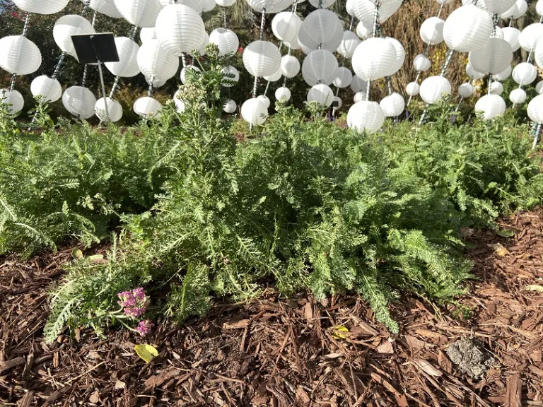 Achillea (Summer Pastels Group) habit
